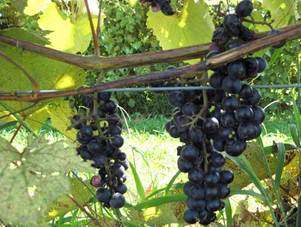 Lomanto Wine Grape